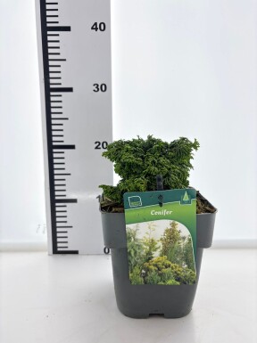 Chamaecyparis 'Maureen' struik 15-20 cm C2