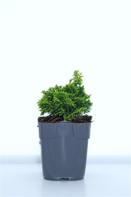 Chamaecyparis obtusa 'Aurora' struik 15-20 cm C1