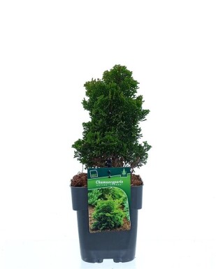 Chamaecyparis obtusa 'Aurora' struik 20-25 cm C2