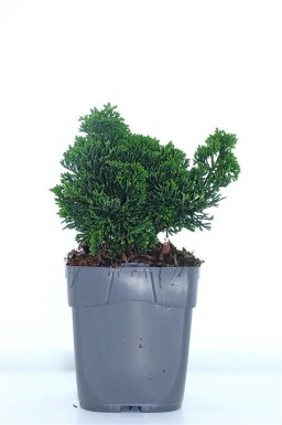 Chamaecyparis obtusa 'Nana Gracilis' struik 15-20 cm C1