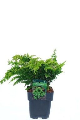 Chamaecyparis obtusa 'Fernspray Gold' struik 30-40 cm C2