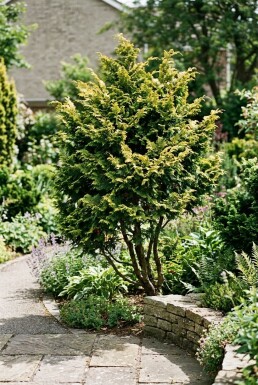 Chamaecyparis obtusa 'Fernspray Gold' struik 30-40 cm C2