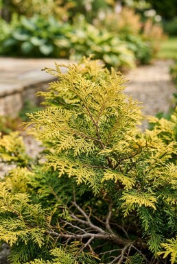 Chamaecyparis obtusa 'Fernspray Gold' struik 30-40 cm C2
