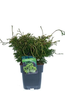 Chamaecyparis obtusa 'Gitte' struik 20-25 cm C2