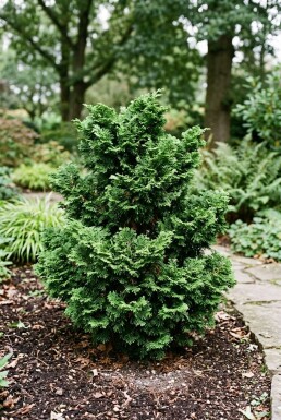 Chamaecyparis obtusa 'Gitte' struik 20-25 cm C2