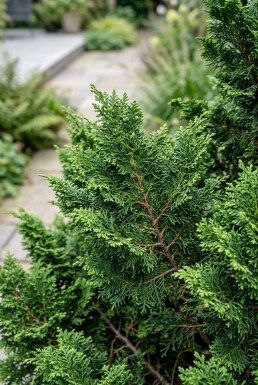 Chamaecyparis obtusa 'Gitte' struik 20-25 cm C2