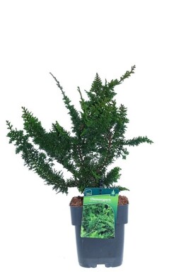 Chamaecyparis obtusa 'Teddy Bear' struik 20-25 cm C2