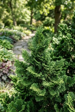 Chamaecyparis obtusa 'Teddy Bear' struik 20-25 cm C2
