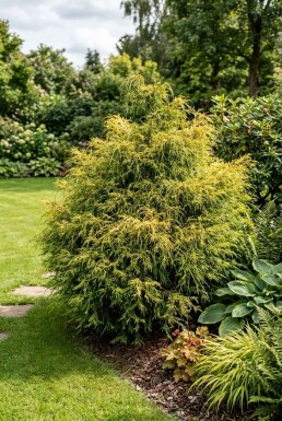 Chamaecyparis pisifera 'Sungold' struik 20-25 cm C2