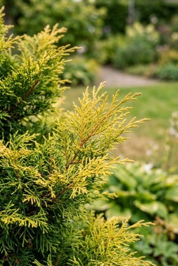 Chamaecyparis pisifera 'Sungold' struik 20-25 cm C2