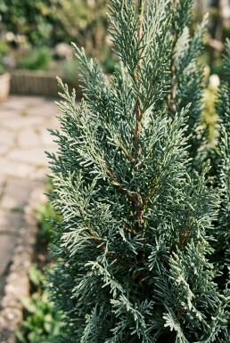 Chamaecyparis lawsoniana 'Ellwood's Empire' struik 30-40 cm C2