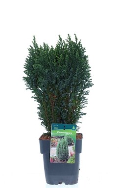Chamaecyparis lawsoniana 'Snow White' struik 30-40 cm C2