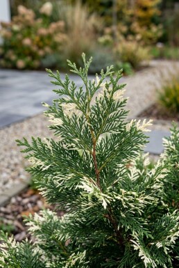 Chamaecyparis lawsoniana 'Snow White' struik 30-40 cm C2