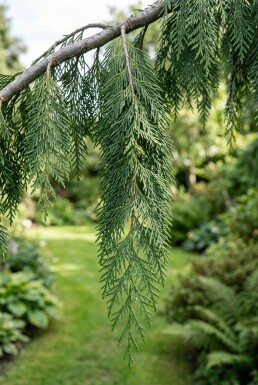 Chamaecyparis nootkatensis 'Pendula' struik 50-60 cm C3