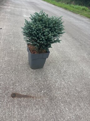 Chamaecyparis pisifera 'Filifera Nana' struik 25-30 cm C3