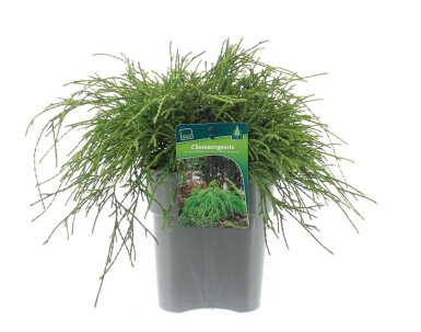 Chamaecyparis pisifera 'Sungold' struik 25-30 cm C3