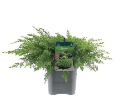 Juniperus conferta 'Schlager' struik 30-35 cm C3
