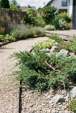 Juniperus conferta 'Schlager' struik 30-35 cm C3