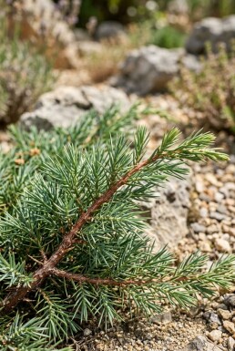 Juniperus conferta 'Schlager' struik 30-35 cm C3