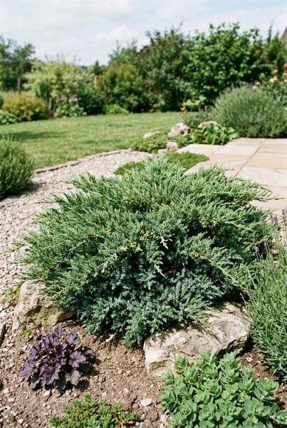 Juniperus horizontalis 'Andorra Compacta' Struik 30-40 cm C3