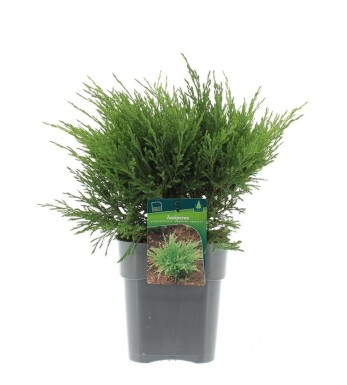 Juniperus horizontalis 'Andorra Compacta' Struik 30-40 cm C3