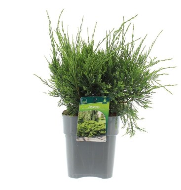 Juniperus pfitzeriana 'Mint Julep' struik 30-40 cm C3