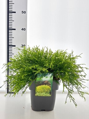 Cryptomeria japonica 'Kyara Gold' struik 30-40 cm C3