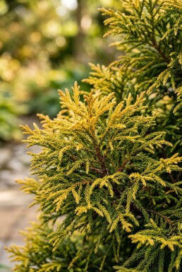 Cryptomeria japonica 'Kyara Gold' struik 30-40 cm C3