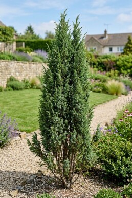 Juniperus communis 'Suecica' struik 30-40 cm C3