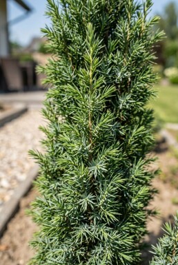 Juniperus communis 'Suecica' struik 30-40 cm C3