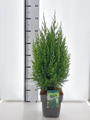 Juniperus chinensis 'Stricta' struik 40-45 cm C3