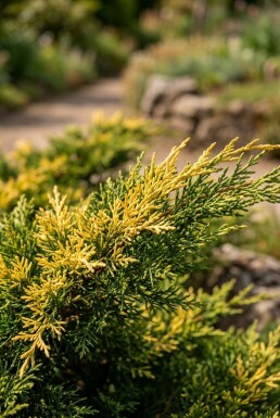 Juniperus pfitzeriana 'Kuriwao Gold' struik 30-40 cm C3