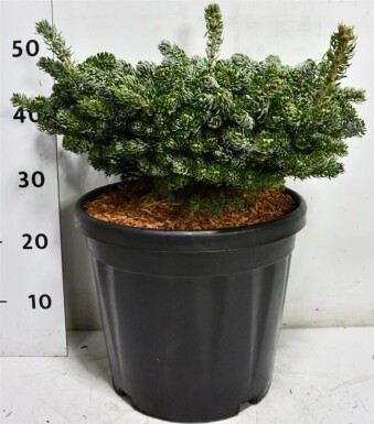 Abies koreana 'Kohout's Icebreaker' struik 30-35 cm C18