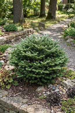 Abies koreana 'Kohout's Icebreaker' struik 30-35 cm C18
