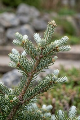 Abies koreana 'Kohout's Icebreaker' struik 30-35 cm C18