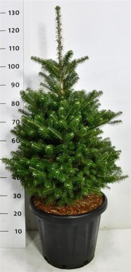 Abies koreana struik 60-80 cm C25
