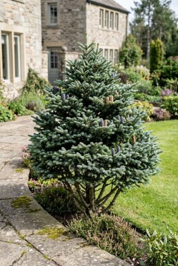 Abies koreana struik 80-100 cm C25