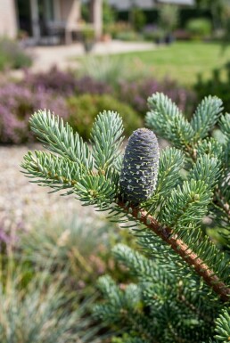 Abies koreana struik 80-100 cm C25