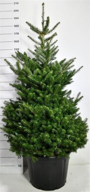 Abies koreana struik 125-150 cm C65