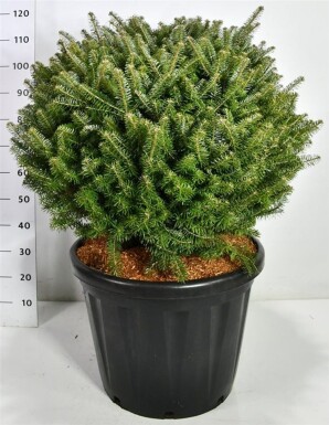 Abies koreana bol 80-90 cm C80
