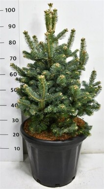 Abies lasiocarpa 'Compacta' struik 60-70 cm C25
