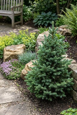 Abies lasiocarpa 'Compacta' struik 60-70 cm C25