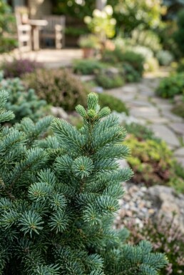 Abies lasiocarpa 'Compacta' struik 60-70 cm C25