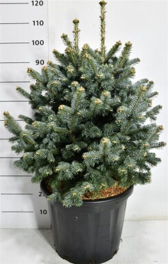 Abies lasiocarpa 'Compacta' struik 70-80 cm C35