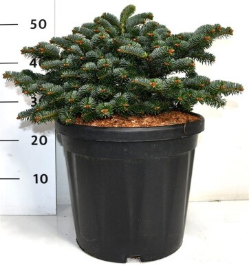 Abies nordmanniana 'Dobrichovice' struik 50-60 cm C25
