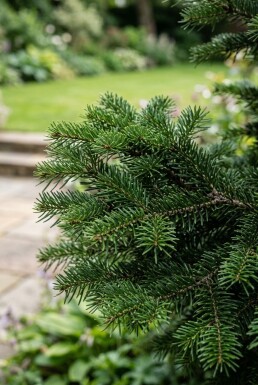 Abies nordmanniana 'Dobrichovice' struik 50-60 cm C25