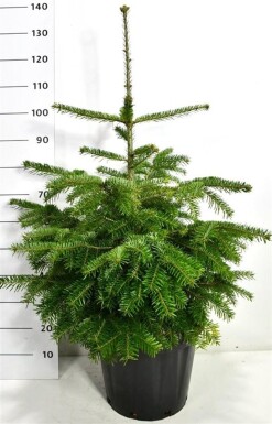 Abies nordmanniana struik 60-80 cm C25