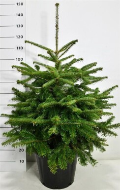 Abies nordmanniana struik 80-100 cm C25