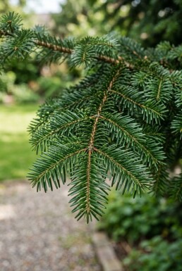 Abies nordmanniana struik 80-100 cm C25