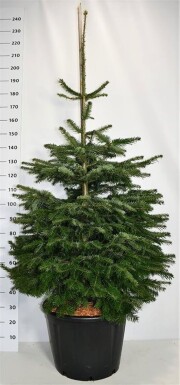 Abies nordmanniana struik 125-150 cm C65
